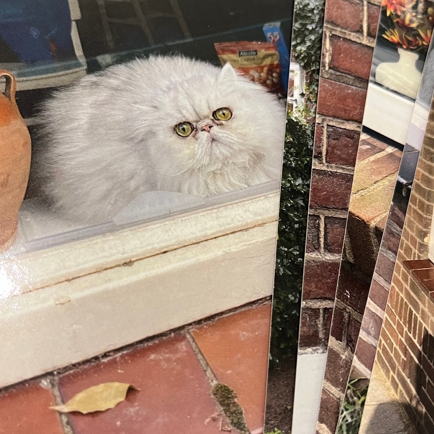 Cats and Dogs in the Window [Postcard Set] thumbnail 4