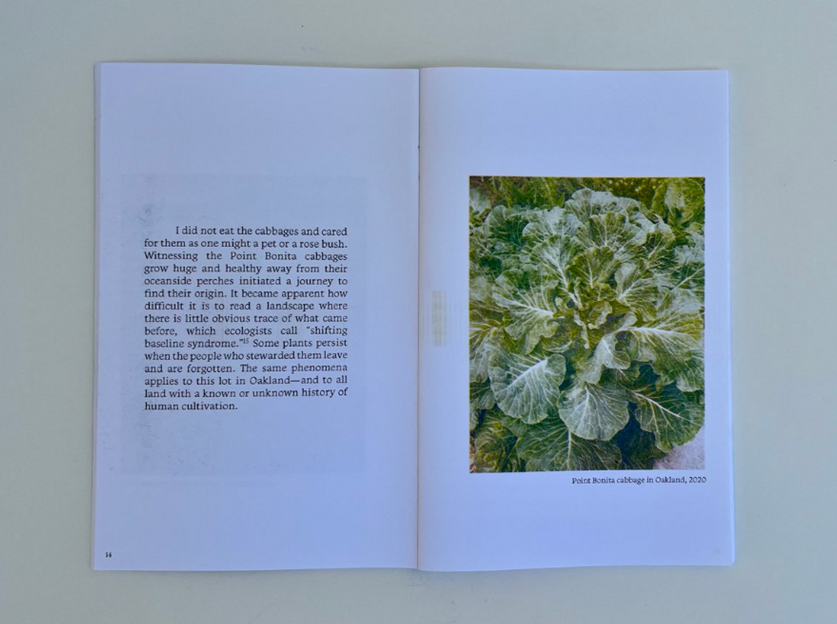 Becoming Naturalized to Place: California's Feral Cabbages [Third Printing] thumbnail 2