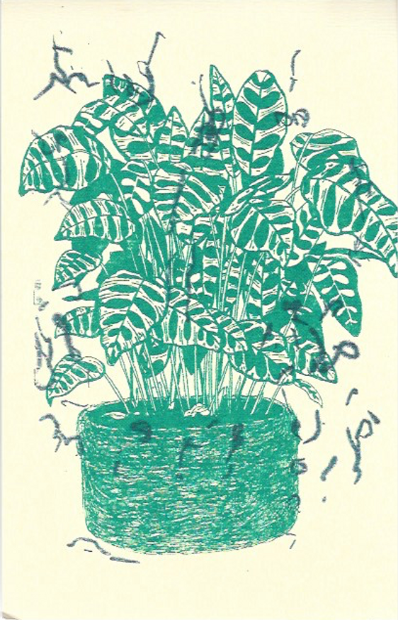 Plantas thumbnail 3