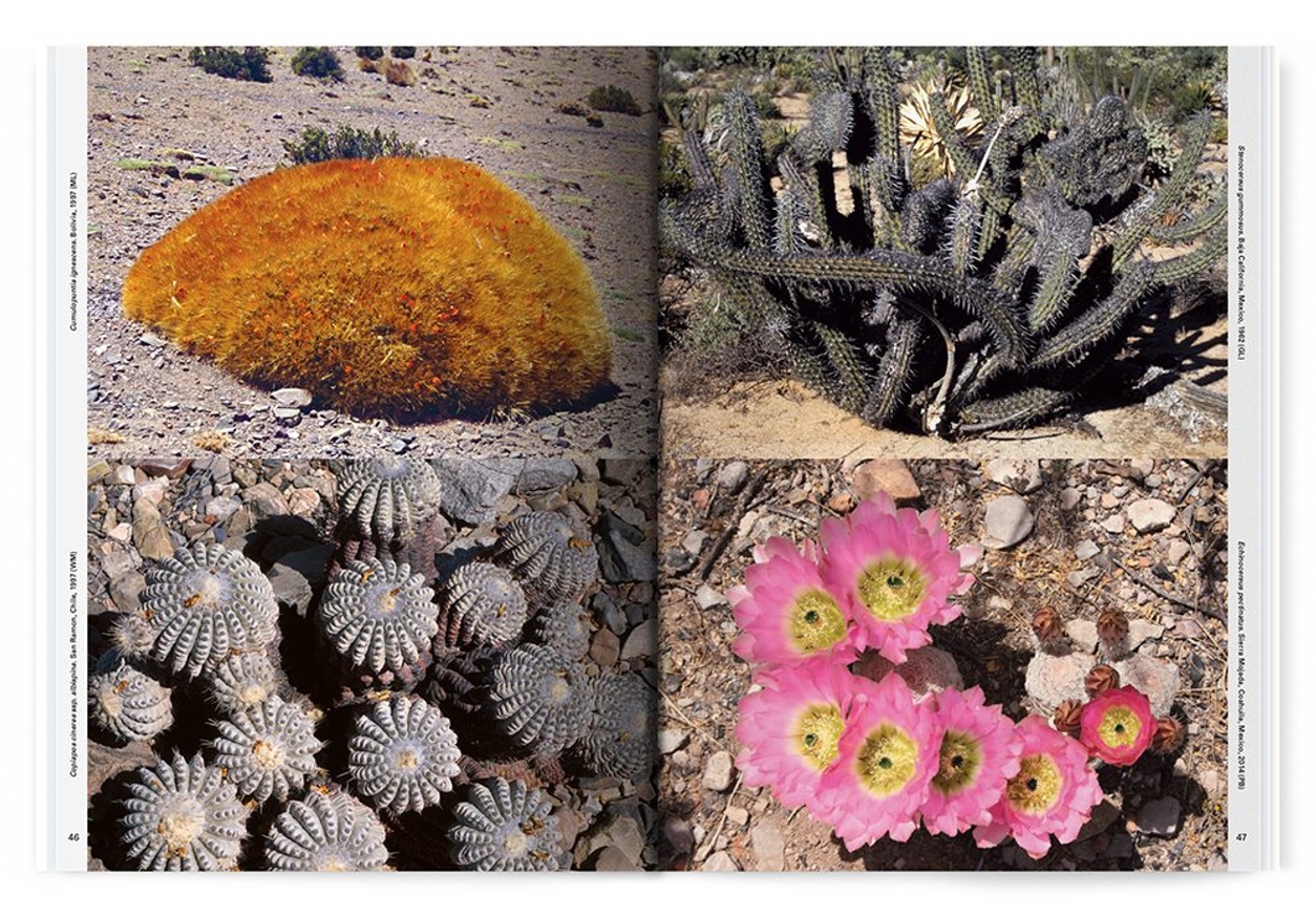 Xerophile: Cactus Photographs from Expeditions of the Obsessed thumbnail 5