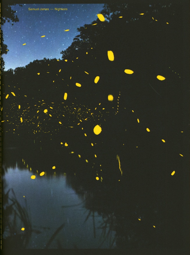 Blue Mountains Firefly - The Australian Museum