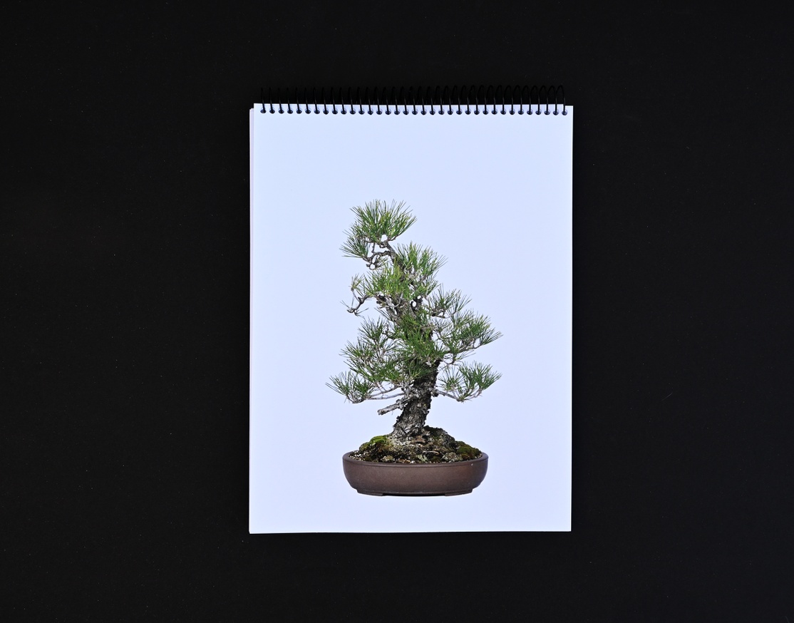 Benign Neglect: Historic Japanese American Bonsai thumbnail 4