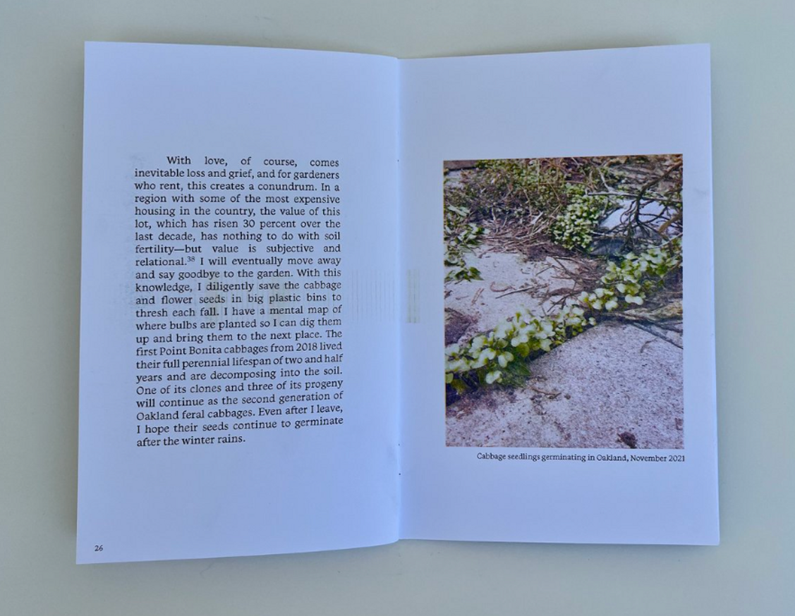 Becoming Naturalized to Place: California's Feral Cabbages [Third Printing] thumbnail 4