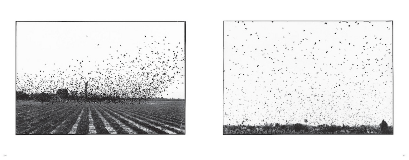 Zoe Leonard: Al río / To the River thumbnail 6