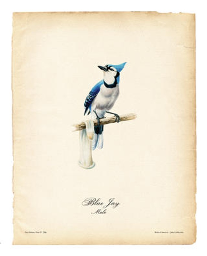 Birds of America (Blue Jay)
