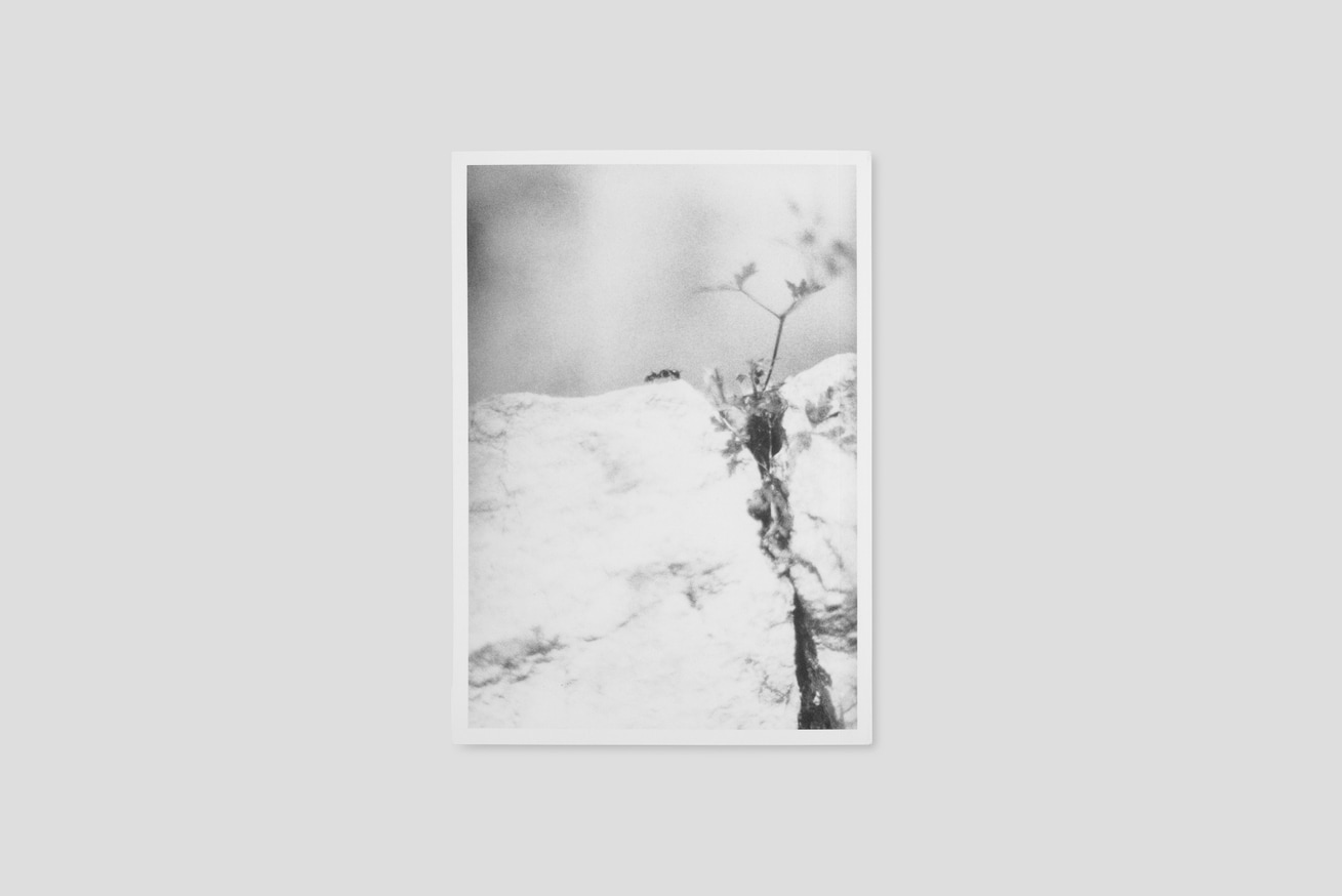 Jochen Lempert - Local Ecology: Moulin des Ribes - Printed Matter