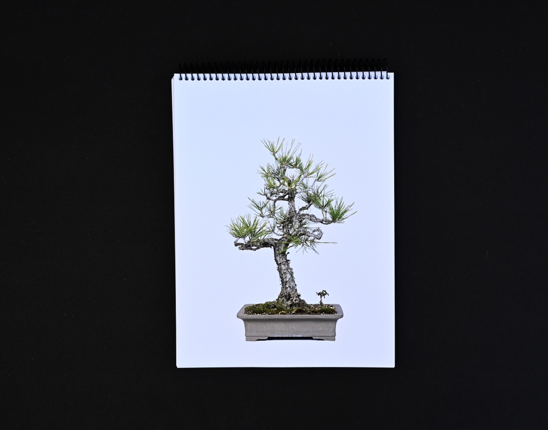 Benign Neglect: Historic Japanese American Bonsai thumbnail 5