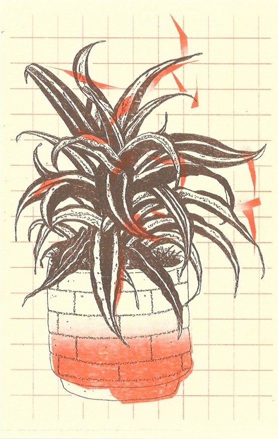 Plantas thumbnail 3