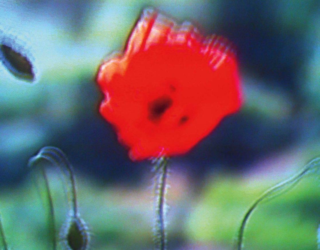 Television Flowers thumbnail 4