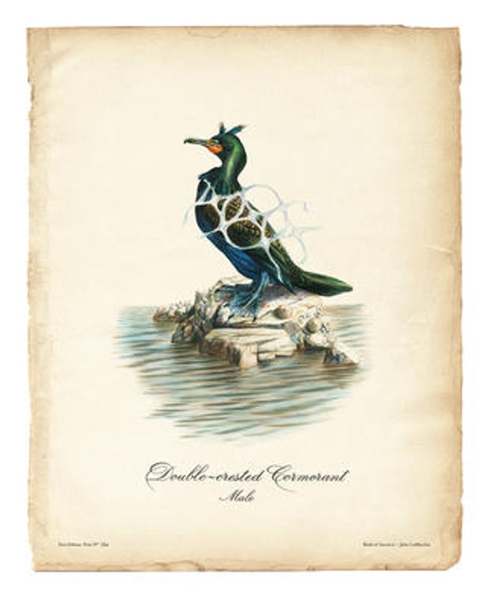 Birds of America (Double-crested Cormorant)