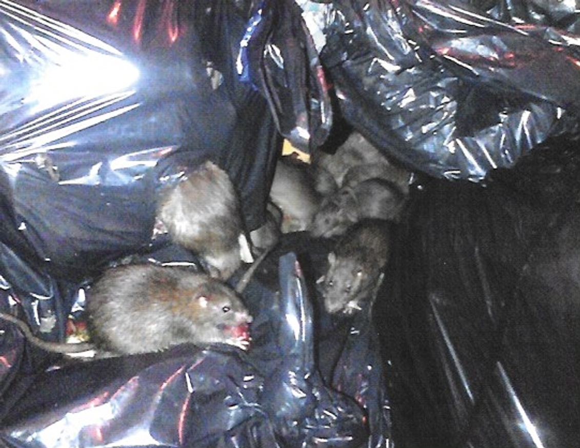 Trash Rats Postcard