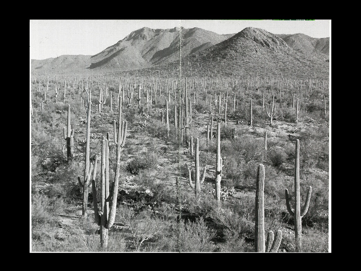 Saguaro thumbnail 4