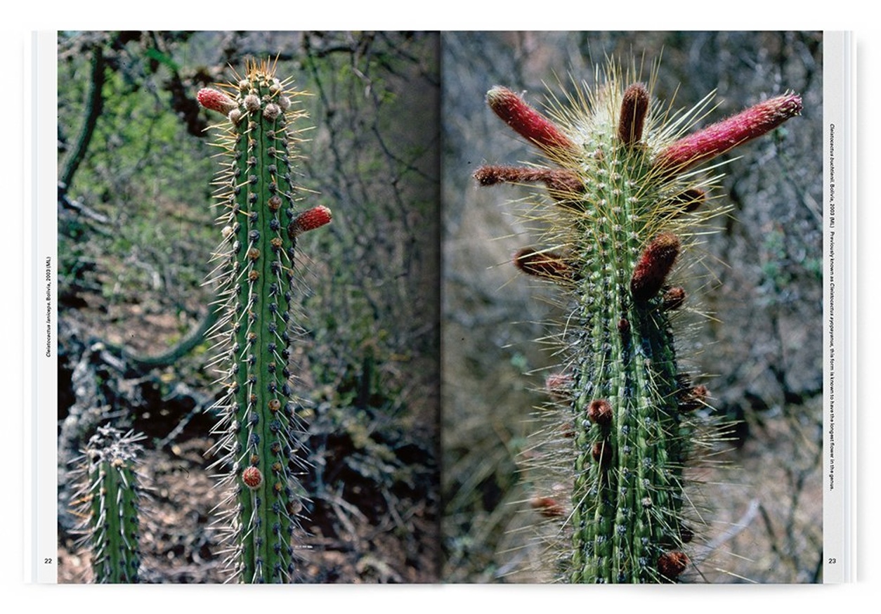 Cactus Store, editors - Xerophile: Cactus Photographs from 